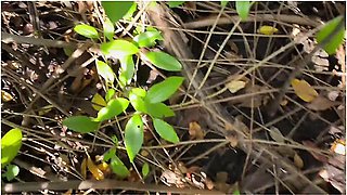 Sex Sa Tabing Kalsada Tas Pinutokan Sa Loob - Risky Public