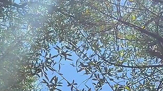 Touches in the Olive Grove
