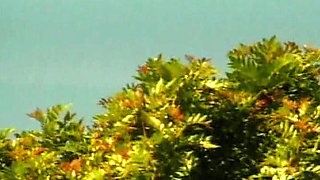 Exotic beauty rides dick by the pool