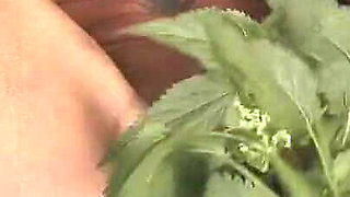 Nettle Spread Discipline