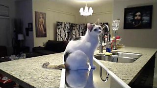 Bubs: Cowgirl, Amateur  Bongacams Porn