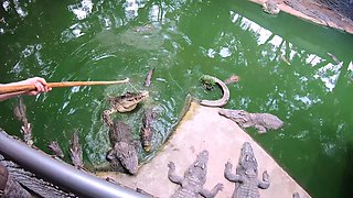 Crocodiles feeding and amateur Thai girlfriend ass spanking