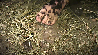 A Naked Witch in a Cage Gets to Feel Ice-cold Water and Hot Wax